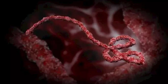 السداد | اشتباه بمخالطة أمريكيين في الكونغو لحالات إصابة بفيروس إيبولا.. ما القصة؟