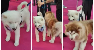 السداد | بالصور| حضور العرض الخاص لـ فيلم 7Dogs يلتقطون الصور مع كلبين على السجادة الوردي