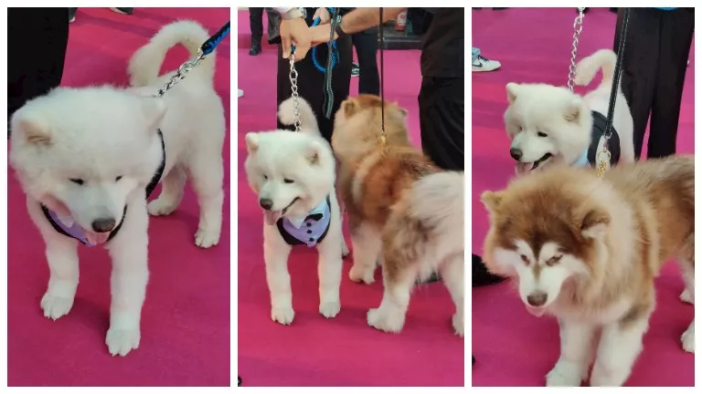 السداد | بالصور| حضور العرض الخاص لـ فيلم 7Dogs يلتقطون الصور مع كلبين على السجادة الوردي 