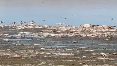 السداد | إغلاق بحيرة أمريكية شهيرة بعد نفوق جميع أسماكها تقريبا