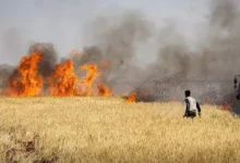السداد | حريق ضخم يلتهم مساحات زراعية في دير الزور بسوريا