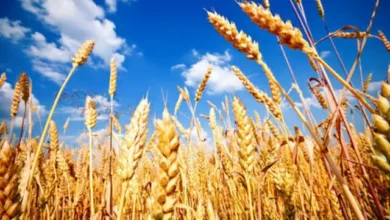 ارتفاع أسعار القمح الأمريكي بسبب الاضطرابات في البحر الأسود