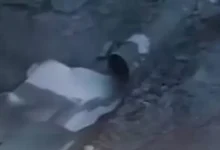 الجيش اللبناني يعلن عن إحباط محاولة تهريب مخدرات عبر الحدود مع سوريا