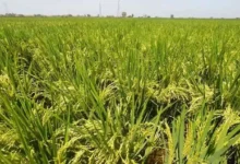 ارتفاع أسعار النفط بعد قرار أوبك+ بخفض الإنتاج في 2024