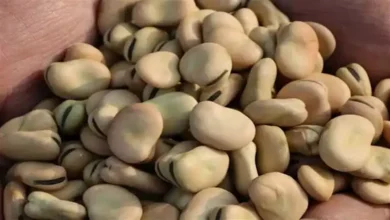 الاحتياطي الفيدرالي الأمريكي يرفع أسعار الفائدة بمقدار 25 نقطة أساس إلى 5.25%