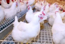 ارتفاع أسعار النفط مع تزايد الطلب العالمي وقيود الإنتاج في أوبك+