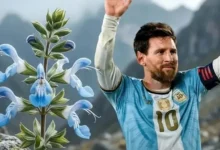 النادي الأهلي يعلن تجديد عقد المدرب بيتسو موسيماني حتى 2025