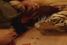 محمد رمضان يعلن إصابته خلال تصوير مشهد مع نمر في "عشماوي"